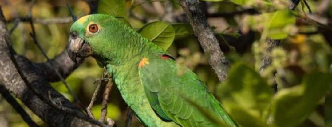 Refaunação de papagaio-verdadeiro marca avanço na conservação de fauna silvestre no Ceará