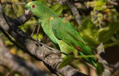 Refaunação de papagaio-verdadeiro marca avanço na conservação de fauna silvestre no Ceará