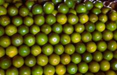 Ceasa-CE destaca boa safra da laranja e preços atrativos no mercado atacadista