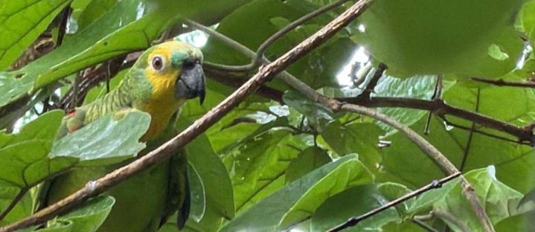 PMCE participa de ação inédita de refaunação de papagaio-verdadeiro no Ceará