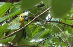 PMCE participa de ação inédita de refaunação de papagaio-verdadeiro no Ceará