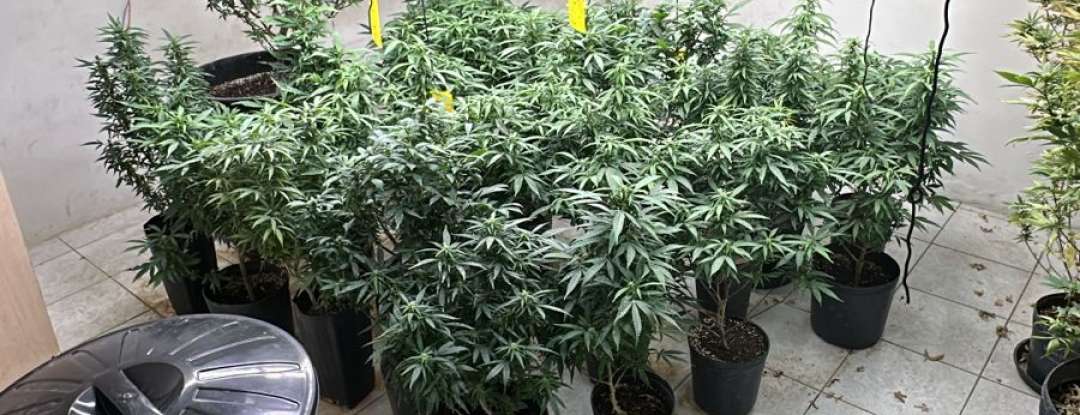 PCCE desarticula laboratório de cultivo de maconha e prende quatro suspeitos em Fortaleza
