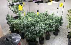 PCCE desarticula laboratório de cultivo de maconha e prende quatro suspeitos em Fortaleza