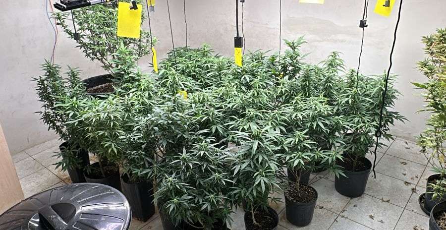 PCCE desarticula laboratório de cultivo de maconha e prende quatro suspeitos em Fortaleza