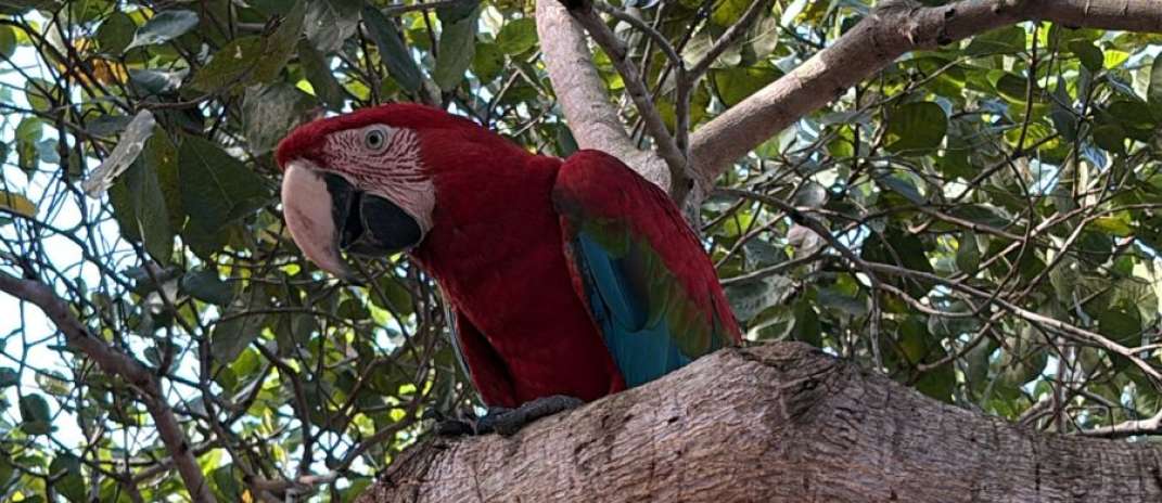 Suspeita de manter macacos-pregos e arara-vermelha em cativeiro é presa pela PCCE em Chorozinho