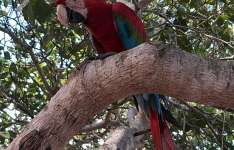 Suspeita de manter macacos-pregos e arara-vermelha em cativeiro é presa pela PCCE em Chorozinho