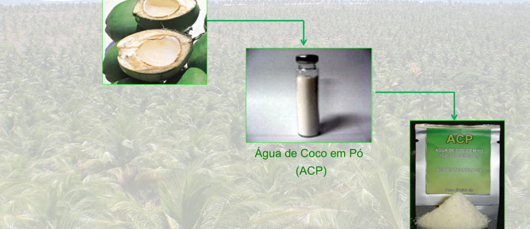 Pesquisa da Uece com água de coco chegará à escala industrial com biofábrica no Ceará