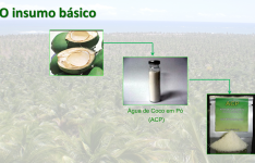 Pesquisa da Uece com água de coco chegará à escala industrial com biofábrica no Ceará