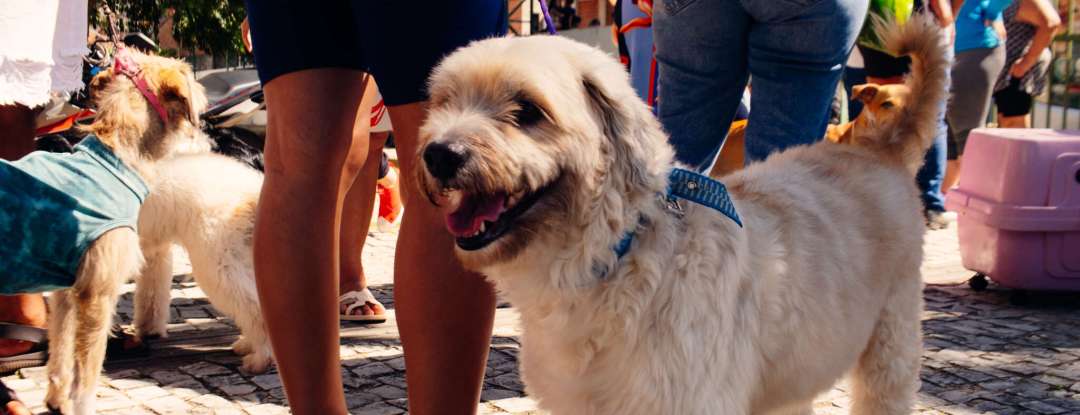 Governo do Ceará leva o projeto Giro Pet a quatro municípios de 12 a 15 de maio