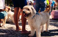 Governo do Ceará leva o projeto Giro Pet a quatro municípios de 12 a 15 de maio