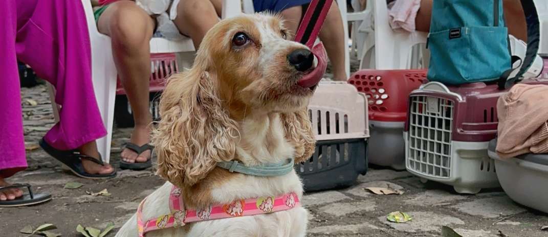 Castração gratuita chega a Morada Nova com o Pet Ceará Móvel