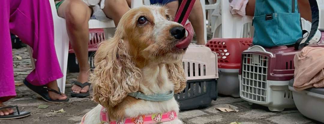 Castração gratuita chega a Morada Nova com o Pet Ceará Móvel