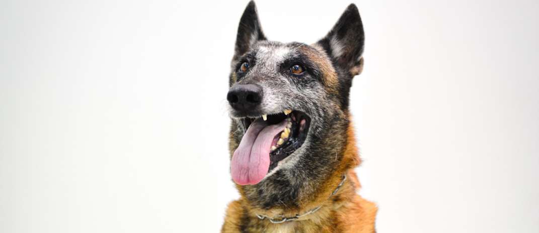 Aos oito anos de idade, cão k9 Shiryu se destaca como um aliado estratégico em ações da Polícia Civil do Ceará