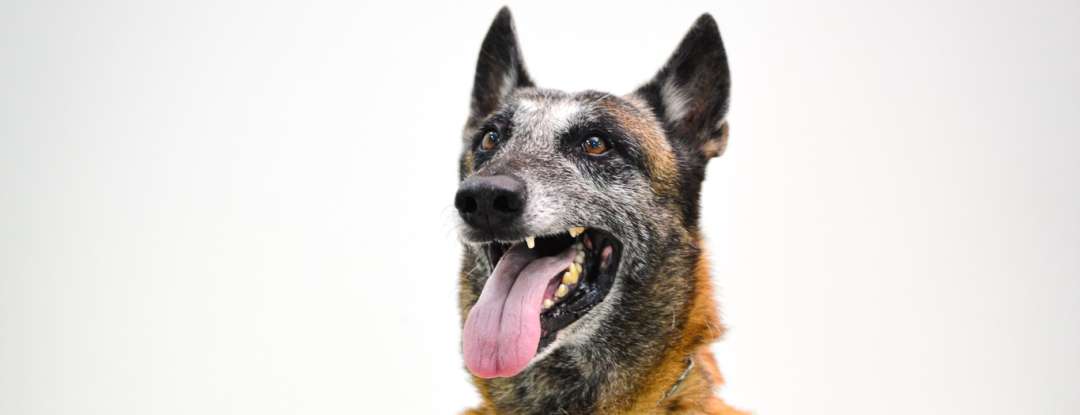 Aos oito anos de idade, cão k9 Shiryu se destaca como um aliado estratégico em ações da Polícia Civil do Ceará