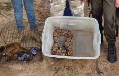 No Cariri, Semace acolhe animais silvestres resgatados em Pernambuco