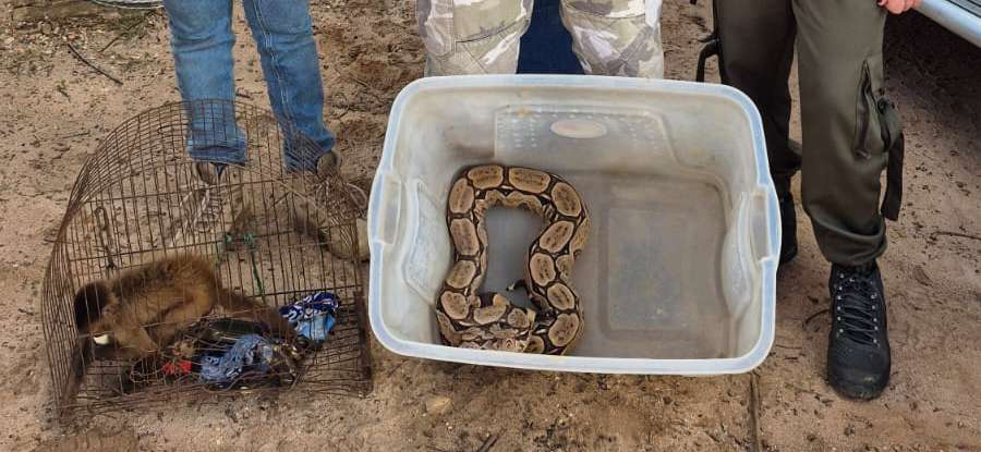 No Cariri, Semace acolhe animais silvestres resgatados em Pernambuco