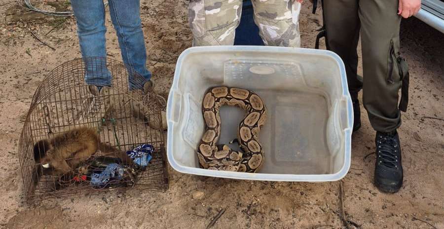 No Cariri, Semace acolhe animais silvestres resgatados em Pernambuco