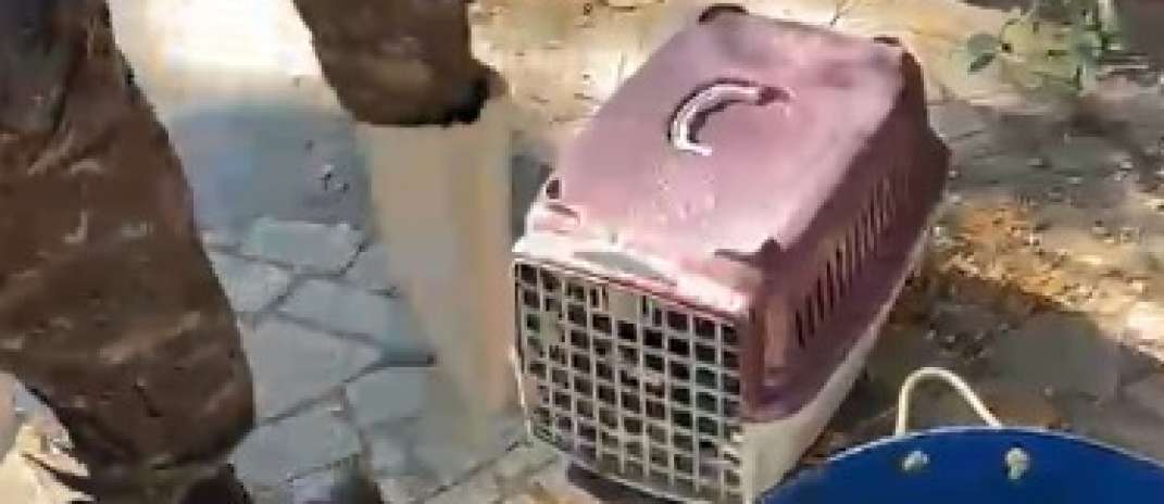 Polícia Militar resgata tamanduá ferido após ataque de cães no Crato