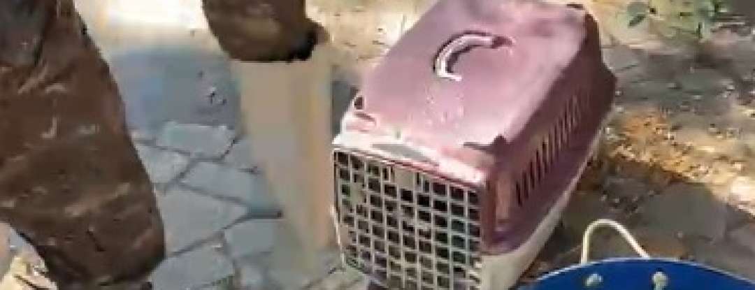 Polícia Militar resgata tamanduá ferido após ataque de cães no Crato