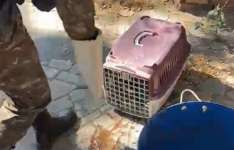 Polícia Militar resgata tamanduá ferido após ataque de cães no Crato