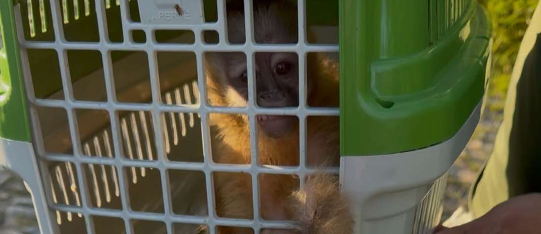 Semace e DPMA realizam ação integrada de combate ao tráfico de animais silvestres