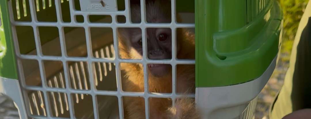 Semace e DPMA realizam ação integrada de combate ao tráfico de animais silvestres