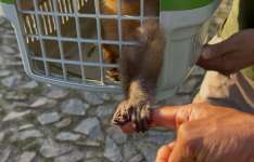 Semace e DPMA realizam ação integrada de combate ao tráfico de animais silvestres