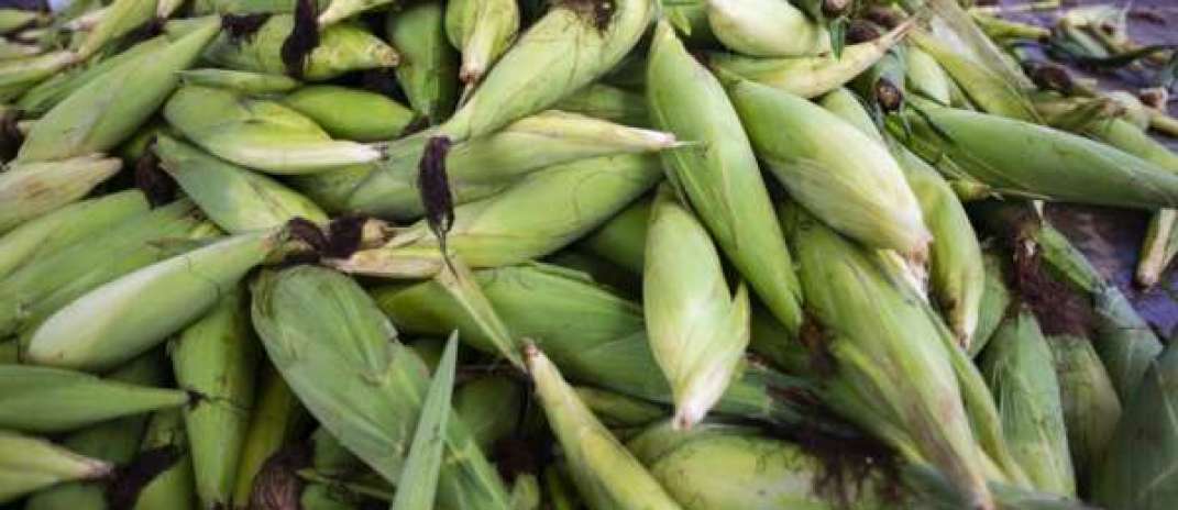 Oferta de milho verde mantém preços estáveis na Ceasa – CE