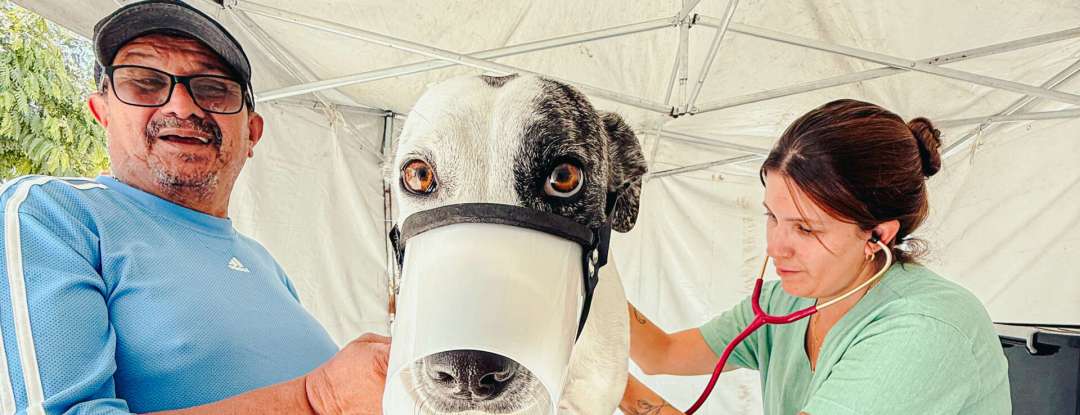 Governo do Ceará leva castrações gratuitas de cães e gatos ao Cariri com o Pet Ceará Móvel