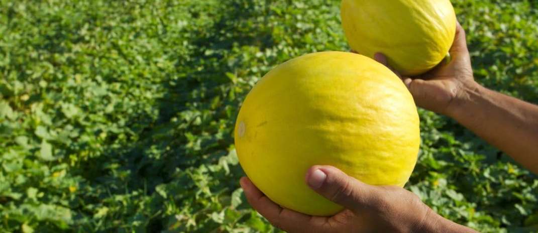 Irrigação e tecnologia: Ceará inicia nova temporada de cultivo de melão em Morada Nova com salto nas exportações