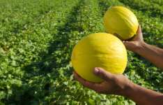 Irrigação e tecnologia: Ceará inicia nova temporada de cultivo de melão em Morada Nova com salto nas exportações