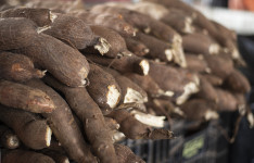 Produtos típicos das festas juninas ganham destaque na Ceasa-CE