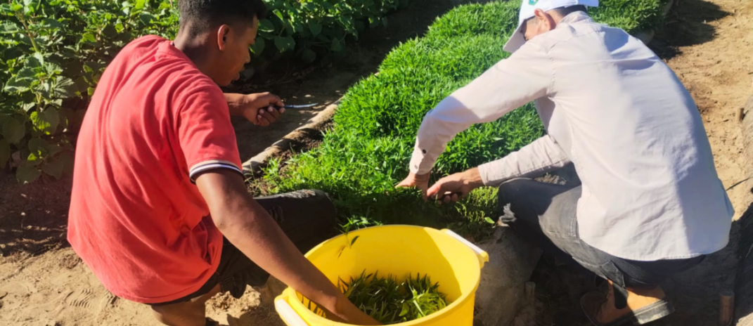 Projeto une saberes indígenas e ciência para ampliar acesso a fitoterápicos no SUS do Ceará