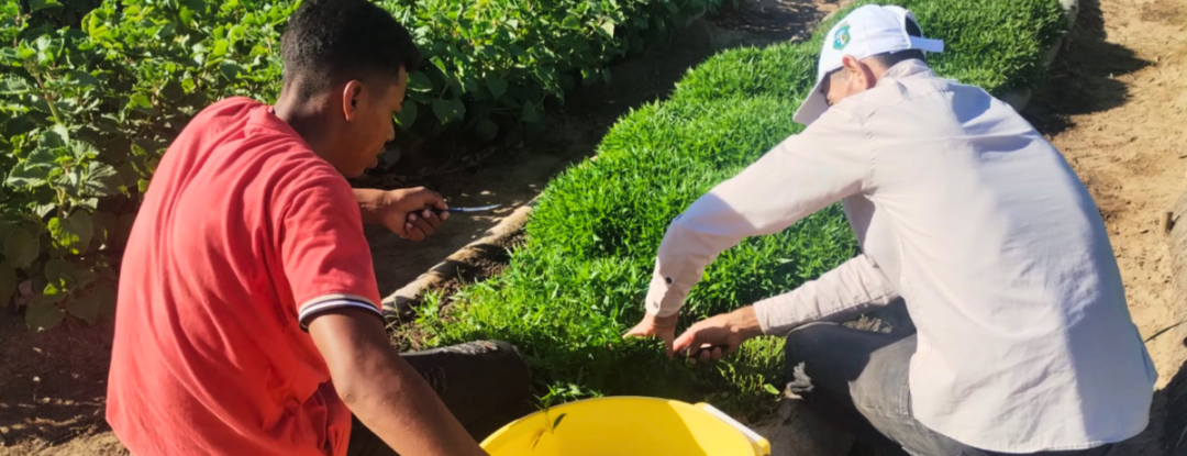 Projeto une saberes indígenas e ciência para ampliar acesso a fitoterápicos no SUS do Ceará