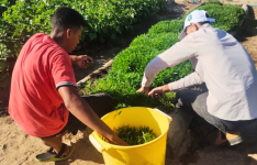 Projeto une saberes indígenas e ciência para ampliar acesso a fitoterápicos no SUS do Ceará
