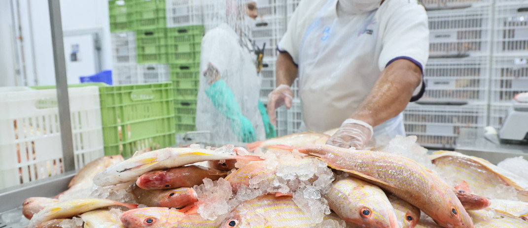 Da tradição à potência econômica: pescado cearense lidera exportações e impulsiona infraestrutura logística