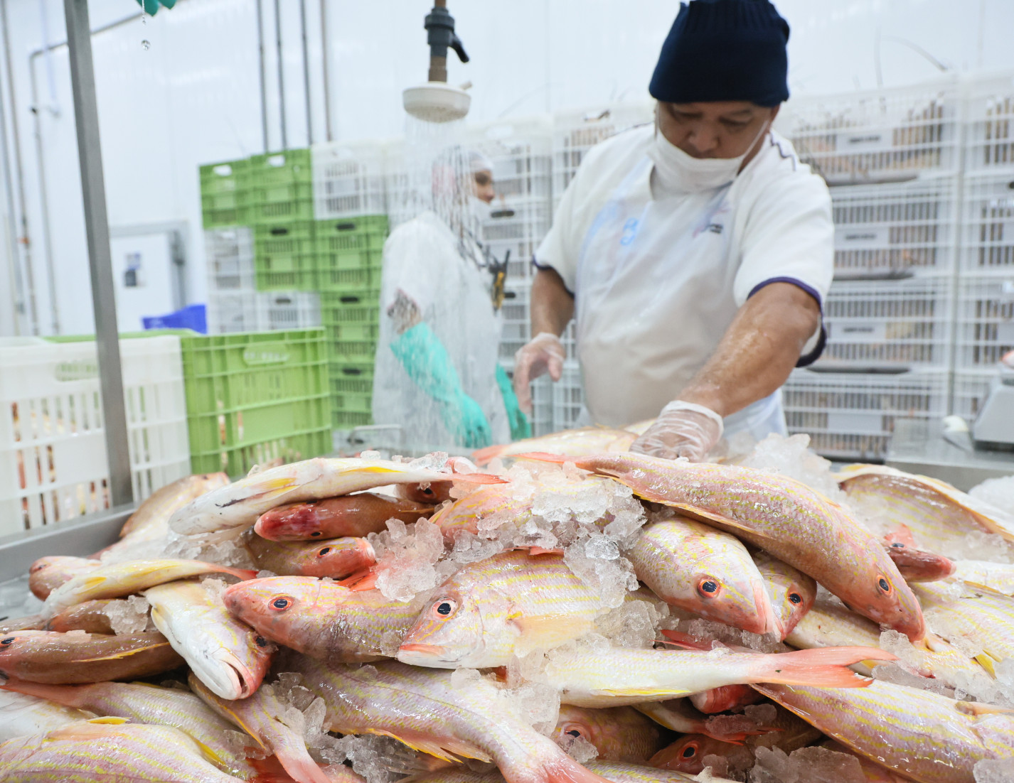 Da tradição à potência econômica: pescado cearense lidera exportações e impulsiona infraestrutura logística