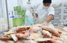 Da tradição à potência econômica: pescado cearense lidera exportações e impulsiona infraestrutura logística