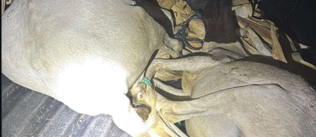 Polícia Militar captura dupla suspeita de furto de animais no município de Tauá