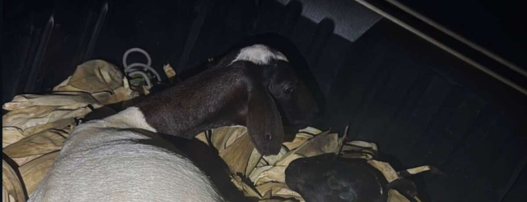 Polícia Militar captura dupla suspeita de furto de animais no município de Tauá