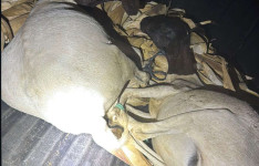 Polícia Militar captura dupla suspeita de furto de animais no município de Tauá
