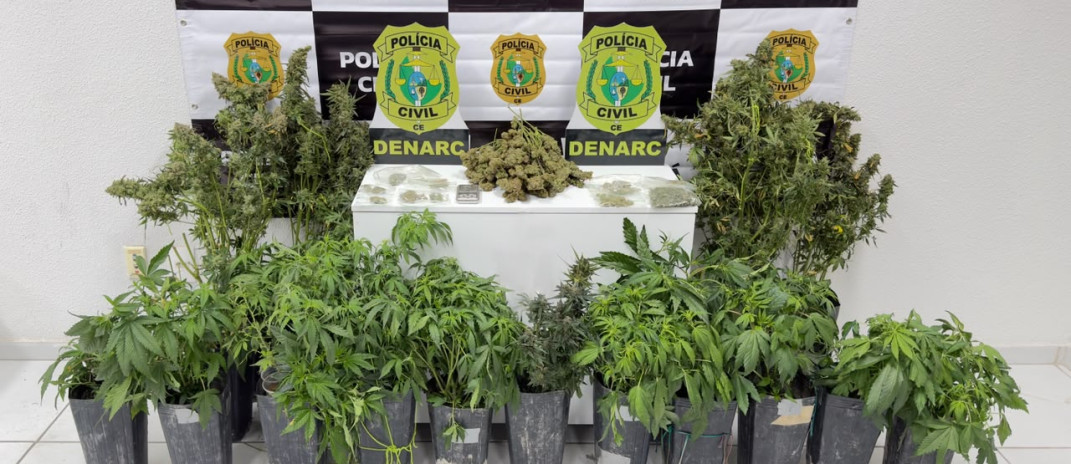 Polícia Civil desarticula laboratório de cultivo de maconha e prende suspeito em flagrante na Capital