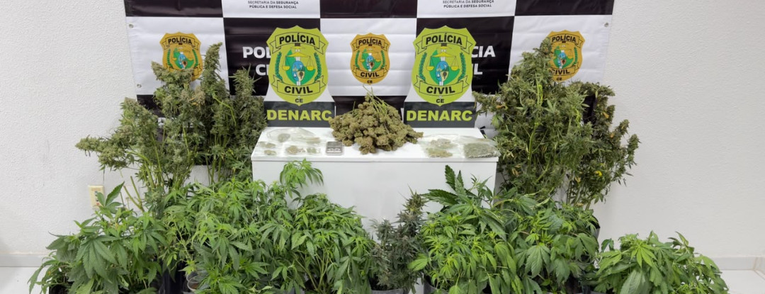 Polícia Civil desarticula laboratório de cultivo de maconha e prende suspeito em flagrante na Capital