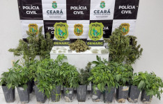Polícia Civil desarticula laboratório de cultivo de maconha e prende suspeito em flagrante na Capital