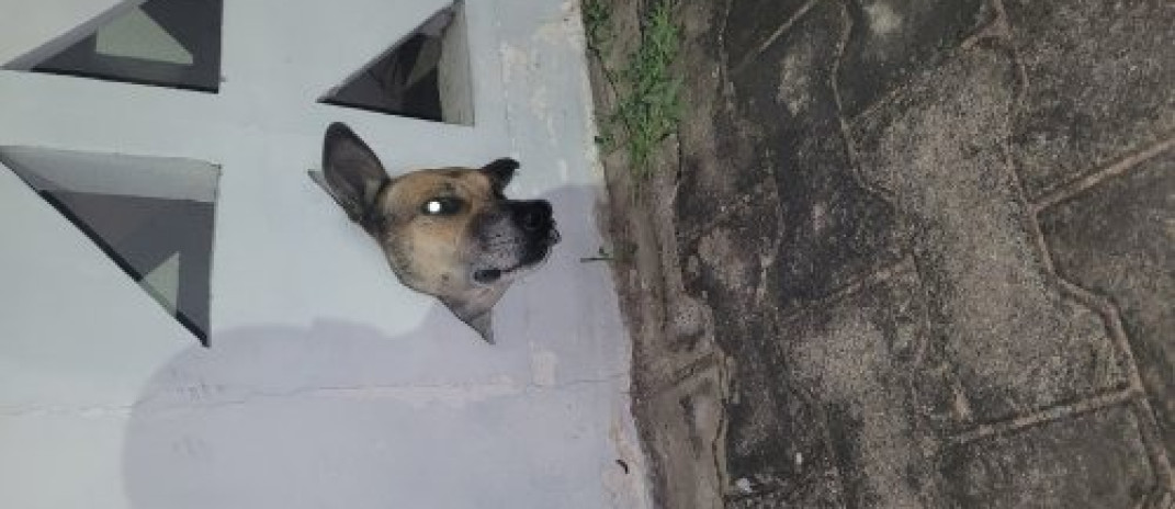 CBMCE resgata cachorro que ficou preso em cobogó em Juazeiro do Norte