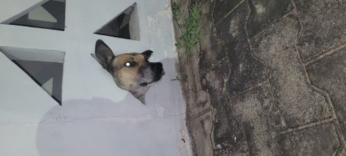 CBMCE resgata cachorro que ficou preso em cobogó em Juazeiro do Norte