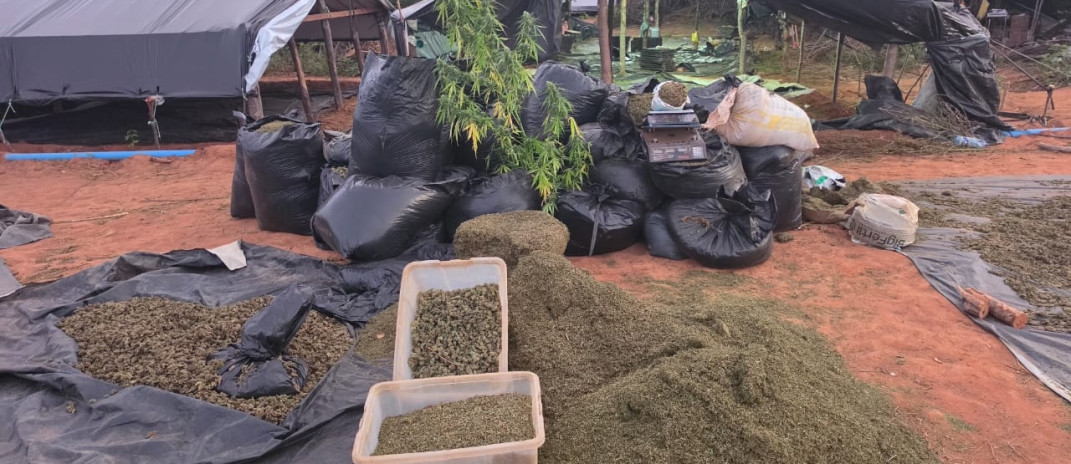 Polícia Civil localiza cerca de 290 mil pés de maconha em Acopiara