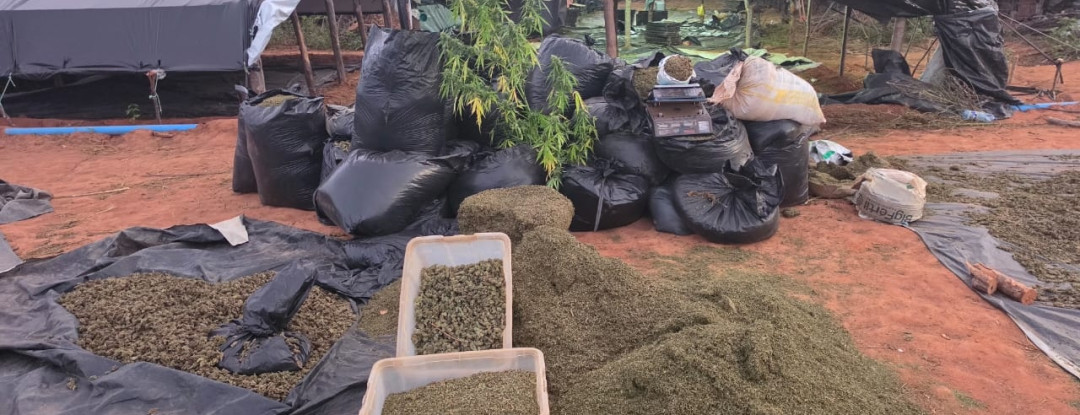 Polícia Civil localiza cerca de 290 mil pés de maconha em Acopiara