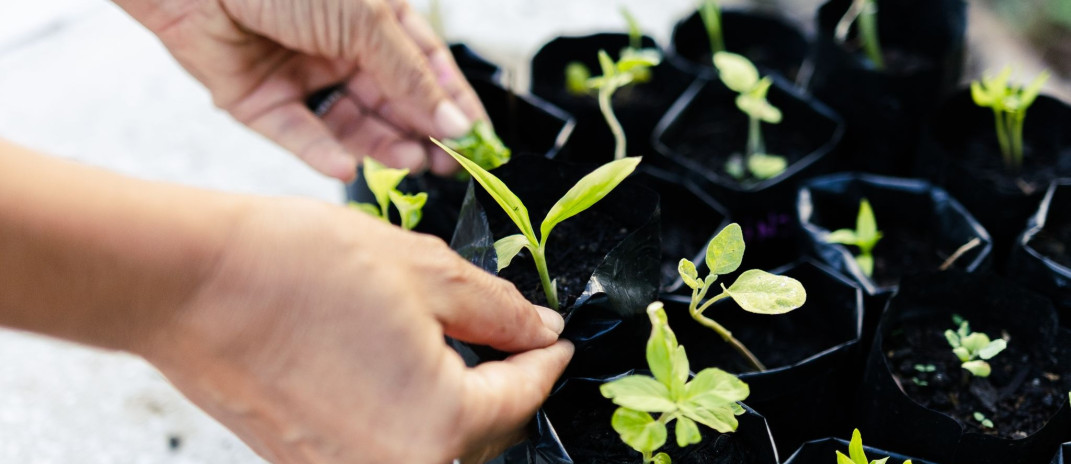 Hortas Comunitárias AlimentaCE fortalecem vínculos, ampliam acesso à alimentação e transformam territórios em Fortaleza